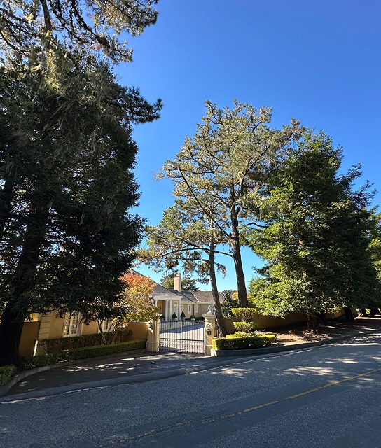Sunlit trees lining a quiet street on a clear day.