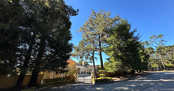 A tall pine tree stands near a white gated entrance under a clear blue sky.